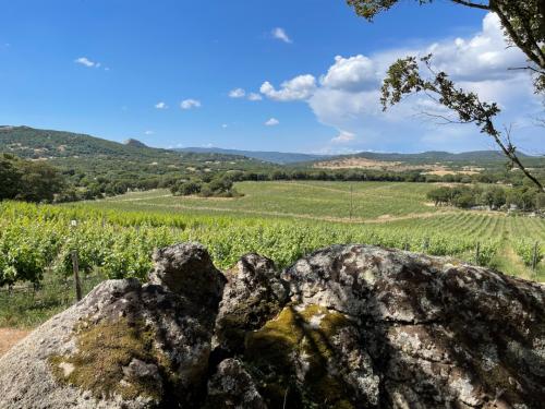 Weinberg in der Gallura