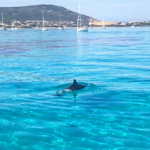 Delphin im Golf von Asinara