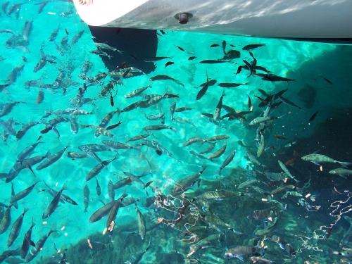 Pesci nei fondali cristallini del Golfo dell'Asinara