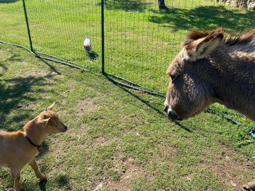 <p>Cabra enana y burro jugando en una granja en Olbia</p>
