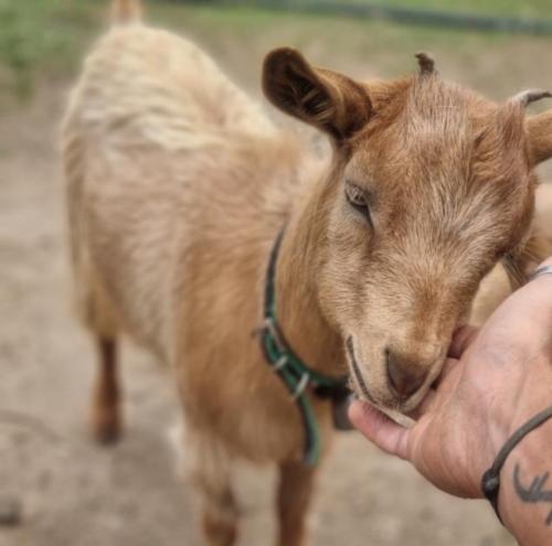 <p>Dwarf goat on a farm in Olbia</p>