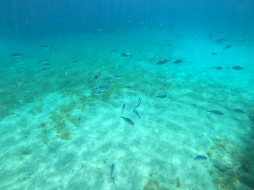 Seabed Gulf of Alghero