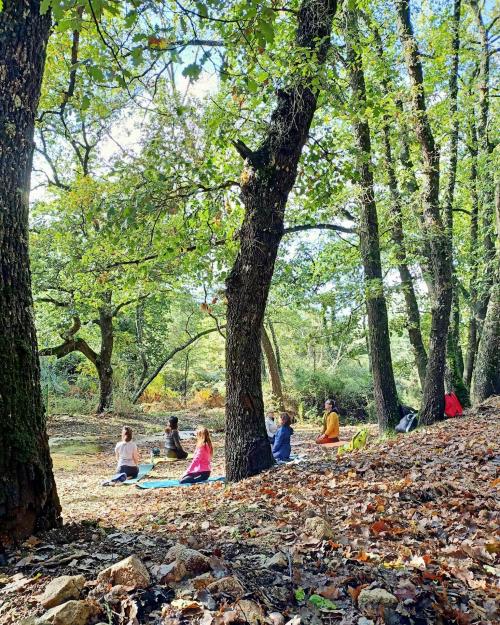 Guida con escursionisti in una foresta durante esperienza del bagno di foresta