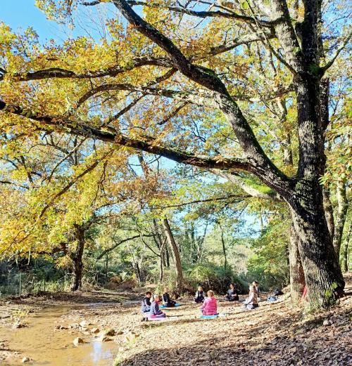 Pratica rigenerante in una foresta con guida