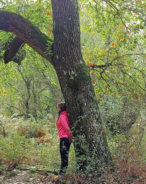 <p>Hiker and tree in a forest</p>