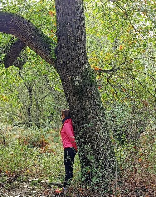 <p>Randonneur et arbre dans une forêt</p>