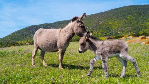 <p>Donkeys of the island of Asinara</p><p><br></p>
