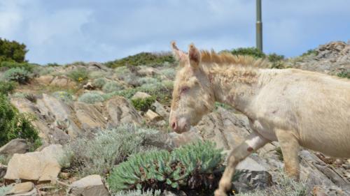 <p>Typical white donkey on the island of Asinara</p><p><br></p>
