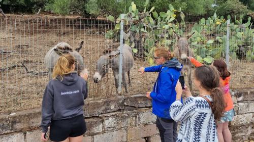 Burros dentro de un recinto cerca del pueblo de Montresta