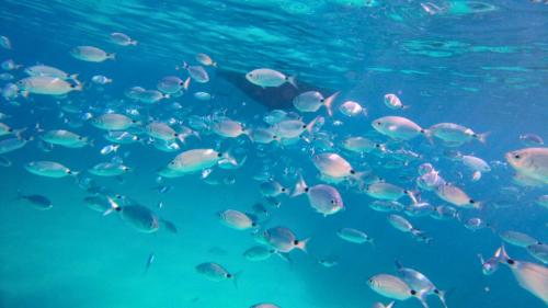 Boys swim with fish in the Gulf of Alghero