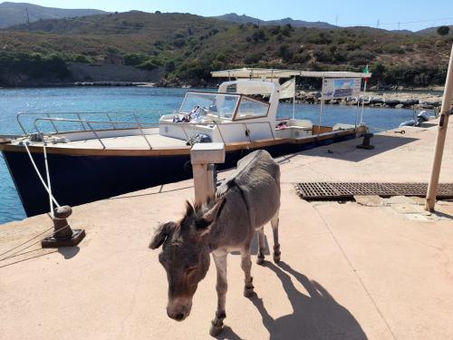 Typical donkey on the island of Asinara