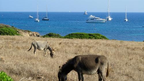 Typical donkeys on the island of Asinara