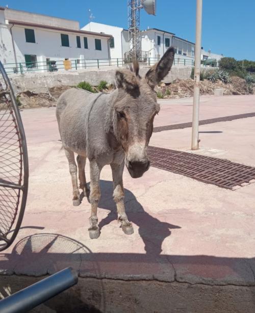 Tipico asino grigio dà il benvenuto ai visitatori dell'Asinara