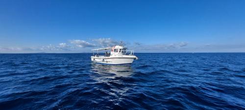 <p>Barco para excursión de un día para descubrir el Golfo de Asinara y sus peces</p><p><br></p>