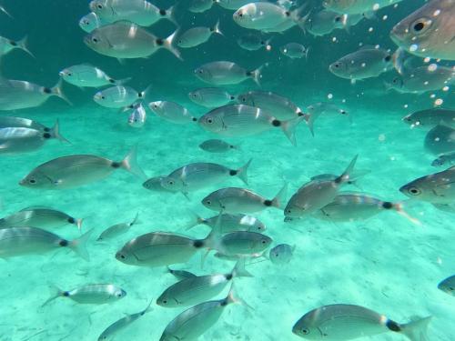 pesci nel mare azzurro cristallino dell'Arcipelago di La Maddalena