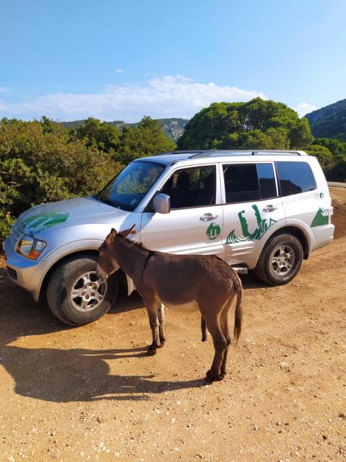 Excursion en 4x4 avec guide à la découverte de l’Ogliastra entre Baunei et Golgo