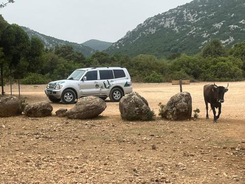 <p>Véhicule tout-terrain et faune sauvage en Ogliastra pendant le tour sur le territoire de Baunei et Golgo Plateau</p><p><br></p>