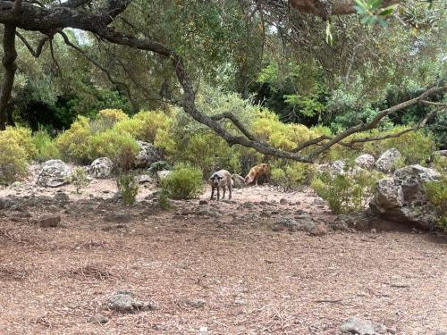 <p>Cochon sauvage en Ogliastra pendant la visite guidée à Fuoristrada</p><p><br></p>