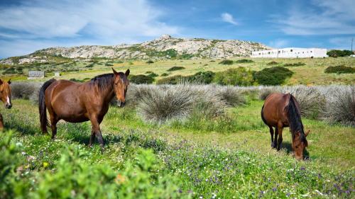 Cavalli in primo piano all'Asinara