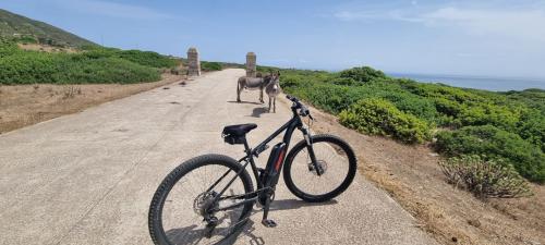 E-bikes and white donkeys on the roads of Asinara National Park