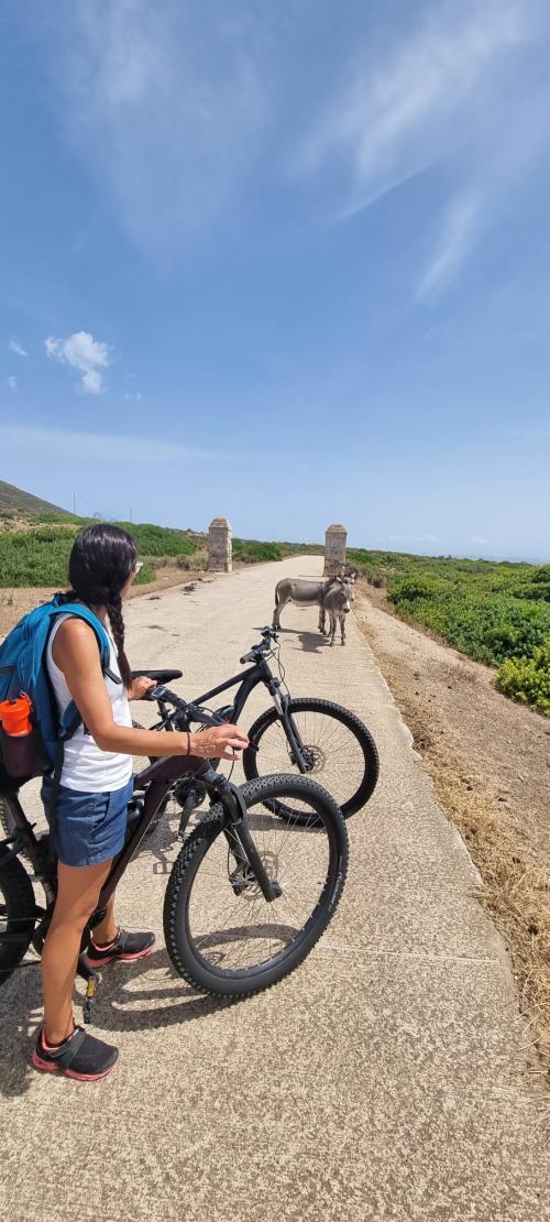 Chica en bicicleta eléctrica y burros blancos en las calles del Parque Nacional de Asinara