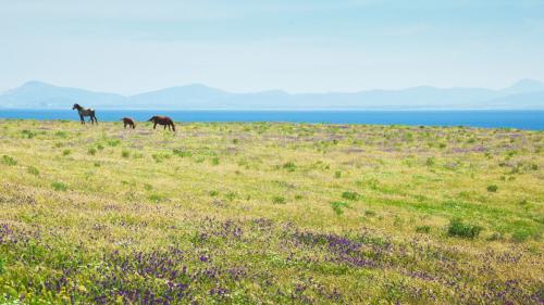 Übersicht Asinara mit Pferden in freier Wildbahn