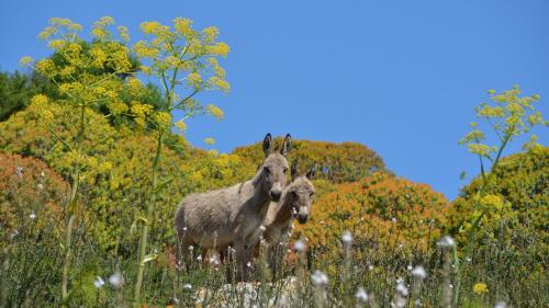 Burros blancos en el Parque Nacional de Asinara