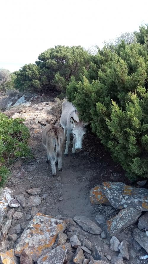 donkeys in the oasis le prigionette noah's ark, Porto Conte Natural Park