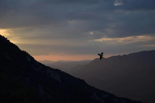 Aquila sul Monte Corrasi