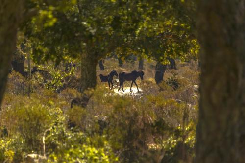 <p>Caballos salvajes de la Giara di Gesturi</p><p><br></p>