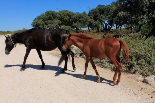 Cavalli selvaggi della Giara di Gesturi