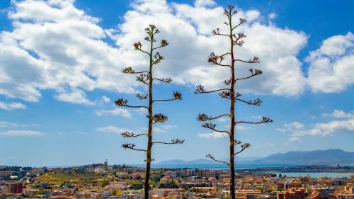 Parco urbano di Monte Urpinu a Cagliari