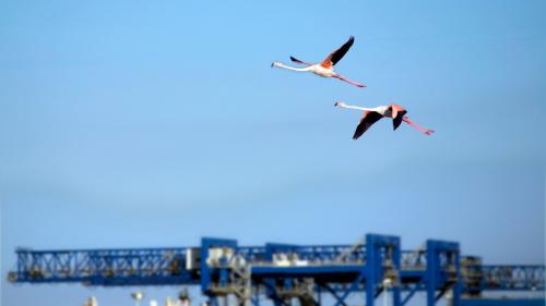 <p>Rosa Flamingos fliegen in den Himmel von Cagliari</p><p><br></p>