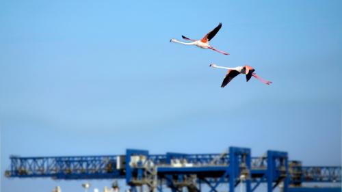 Fenicotteri rosa volano nel cielo di Cagliari