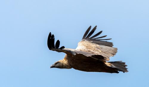 <p>Griffin fliegt in den Himmel von Bosa</p><p><br></p>