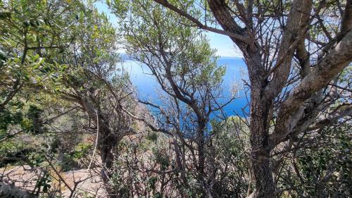 Blick auf das Meer inmitten des Laubes der Bäume