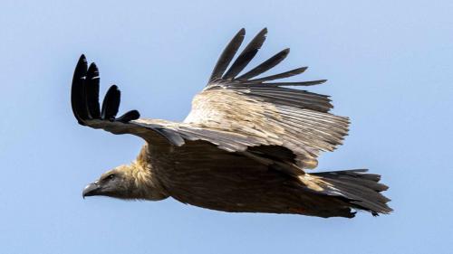 Griffon vulture sighting