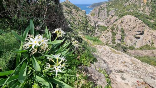 Weiße Blumen auf dem felsigen Weg nach Capo Marrargiu