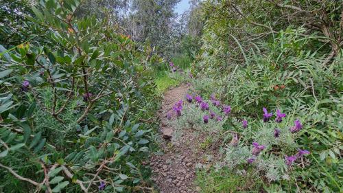 Sentiero in mezzo alla natura per Capo Marrargiu