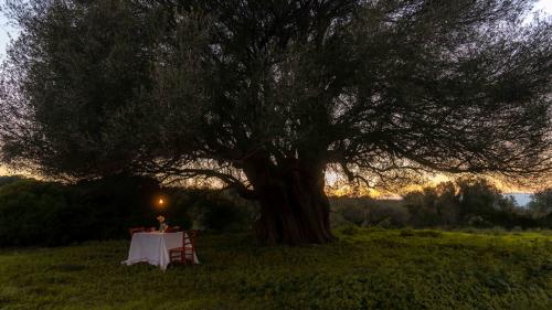 Secular tree in the territory of Galtellì at sunset