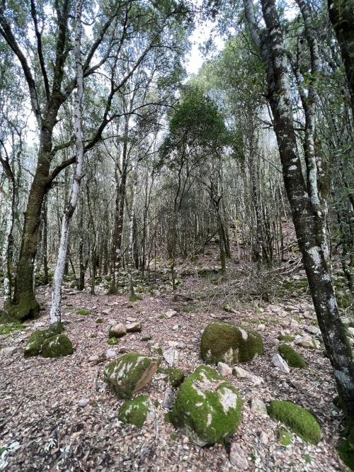 Der Staatswald von Monti Mannu zwischen Villacidro und Domusnovas im Süden Sardiniens