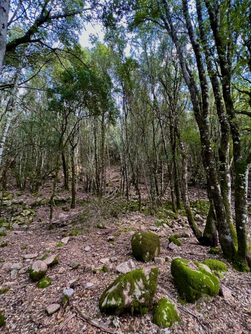 Der Staatswald von Monti Mannu zwischen Villacidro und Domusnovas im Süden Sardiniens