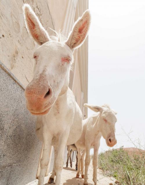 White donkeys