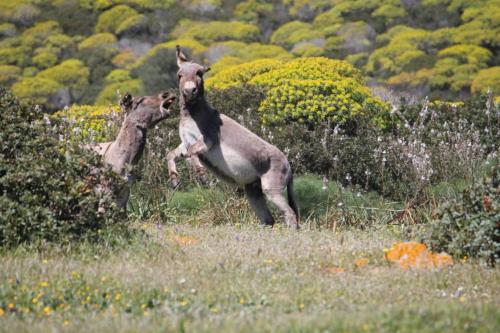 Donkeys at Asinara