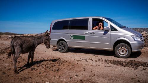 Furgoncino nelle strade sterrate dell'isola del parco dell'Asinara con asino