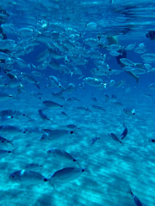 Fische in den blauen Gewässern des Golfs von Cagliari