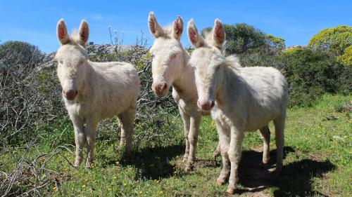 Tres burros blancos en el Parque Nacional de Asinara