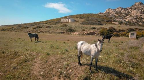 Cavalli selvaggi a Fornelli sull'isola dell'Asinara