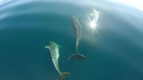 Avistamiento de delfines durante un viaje en velero a Asinara