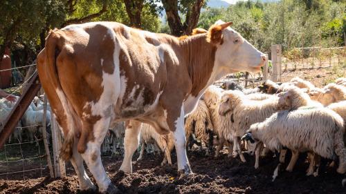 Kühe und Schafe auf einem Bauernhof in Arzana